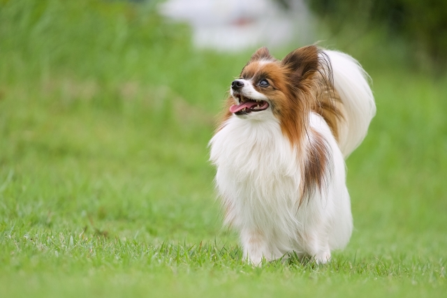 【Blue Lagoon(ブルーラグーン)】|神奈川県二宮町を拠点とする出張訪問ドッグシャンプー&クイックトリミング