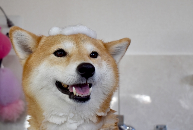 【Blue Lagoon(ブルーラグーン)】|神奈川県二宮町を拠点とする出張訪問ドッグシャンプー&クイックトリミング