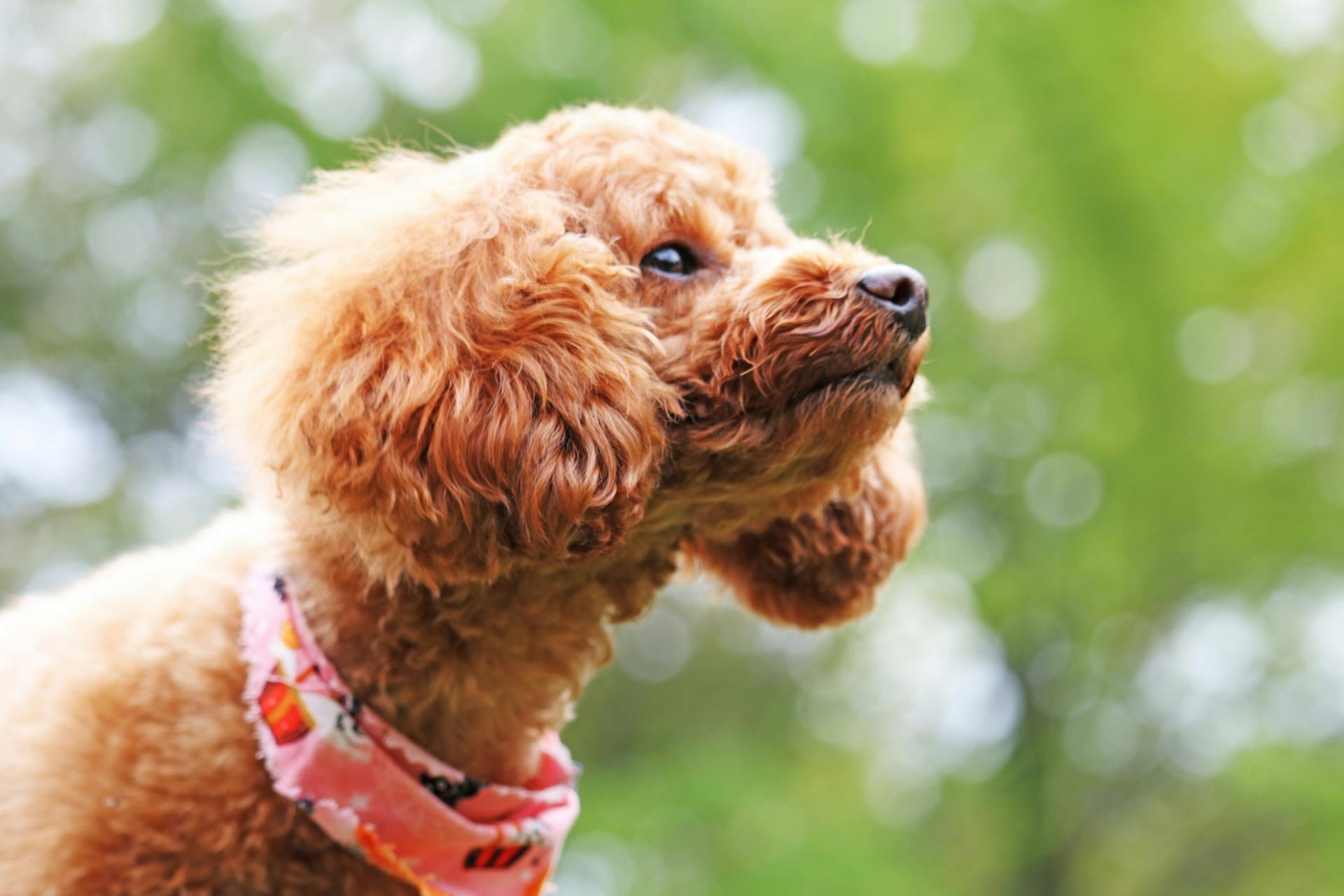【Blue Lagoon（ブルーラグーン）】｜神奈川県二宮町を拠点とする出張訪問ドッグシャンプー＆クイックトリミング